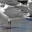 Laughing Gull